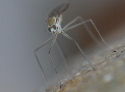 Réf. 245 328 : Clinocera sp.